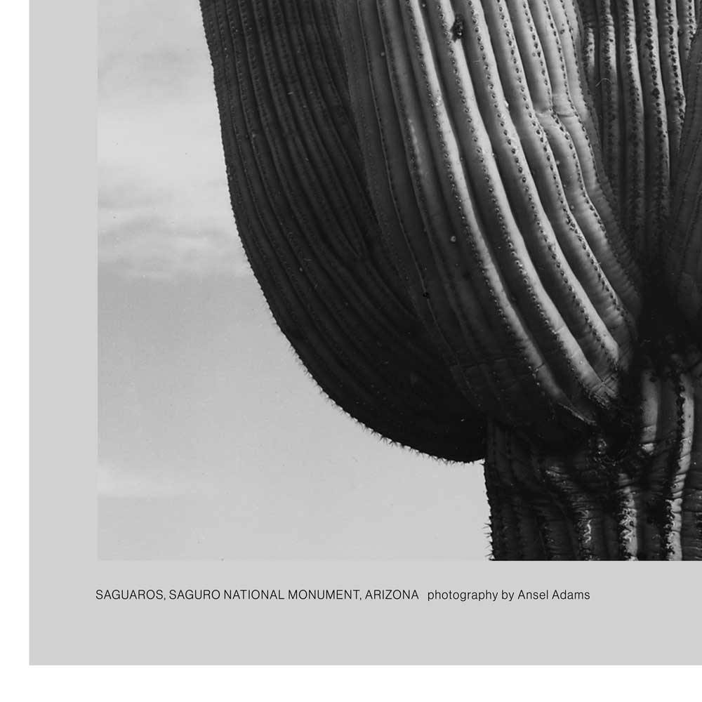 Saguaro National Park Poster - Ansel Adams